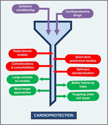 Targeting the Endothelium to Achieve Cardioprotection